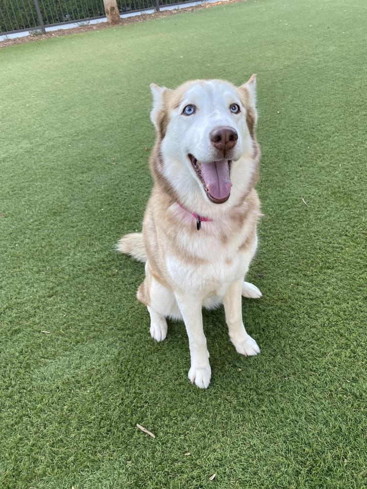 Enlarge Marina, a Adoptable Husky in Pasadena, CA image 2/6