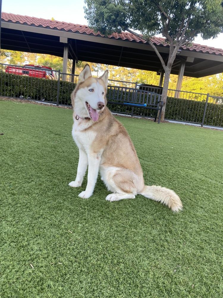 Enlarge Marina, a Adoptable Husky in Pasadena, CA image 3/6