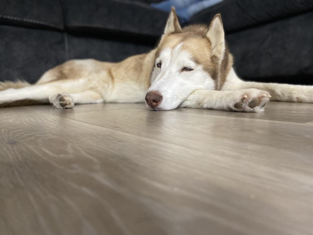 Enlarge Marina, a Adoptable Husky in Pasadena, CA image 4/6