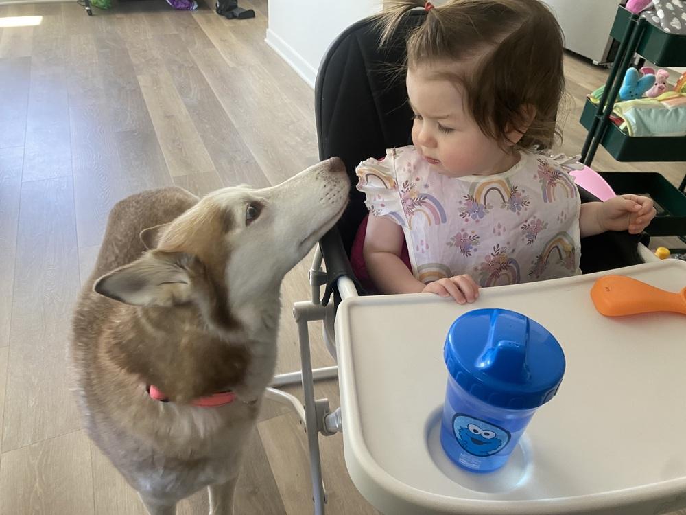 Enlarge Marina, a Adoptable Husky in Pasadena, CA image 5/6