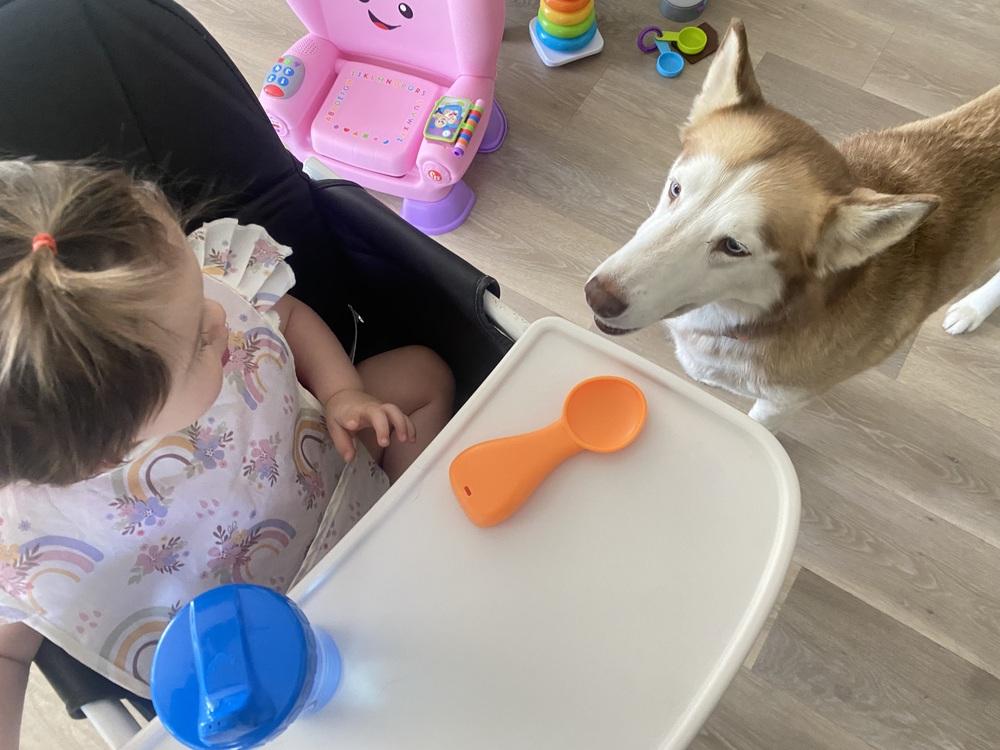 Enlarge Marina, a Adoptable Husky in Pasadena, CA image 6/6