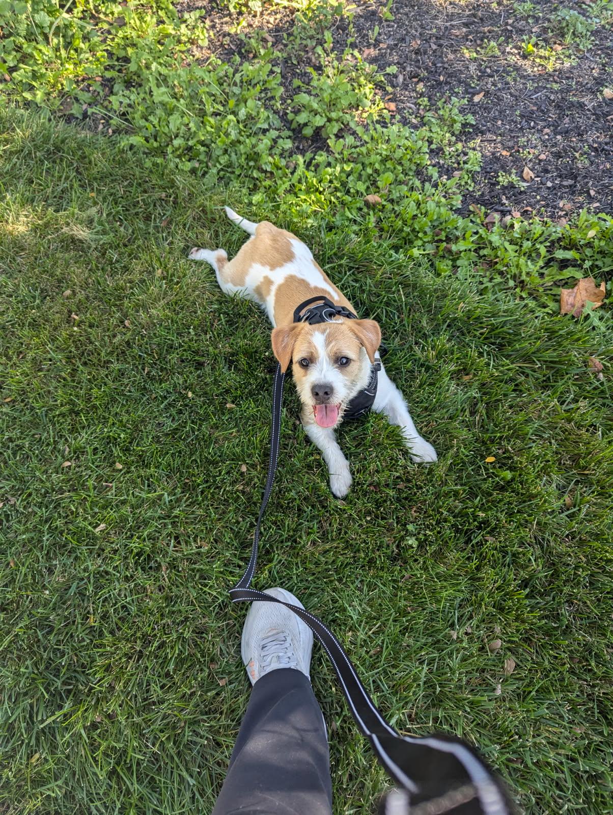 BISCUIT, Adopted, Young Female Jack Russell Terrier & Pug.
