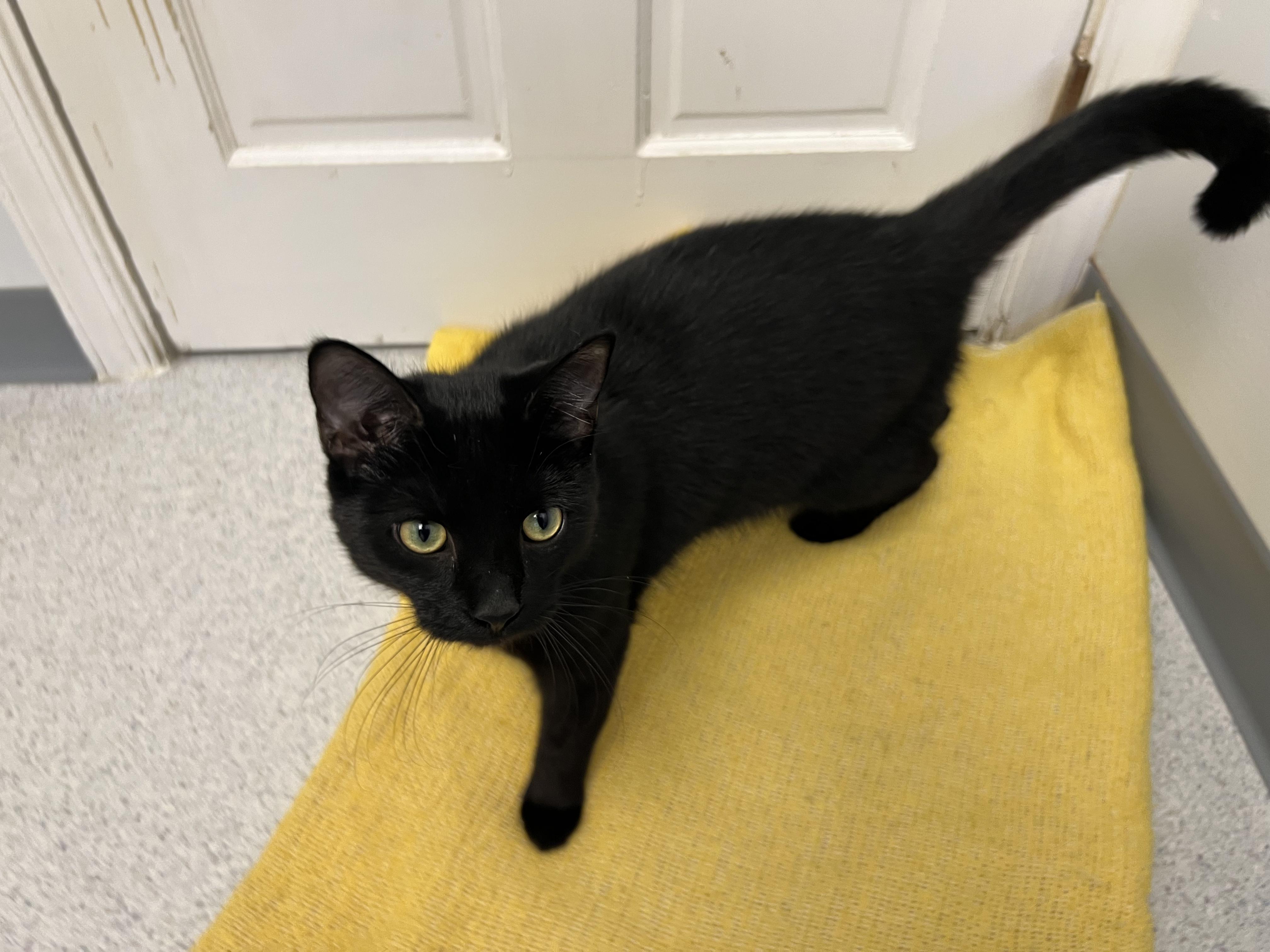 Remy, ADOPTABLE, Young Male Domestic Short Hair.