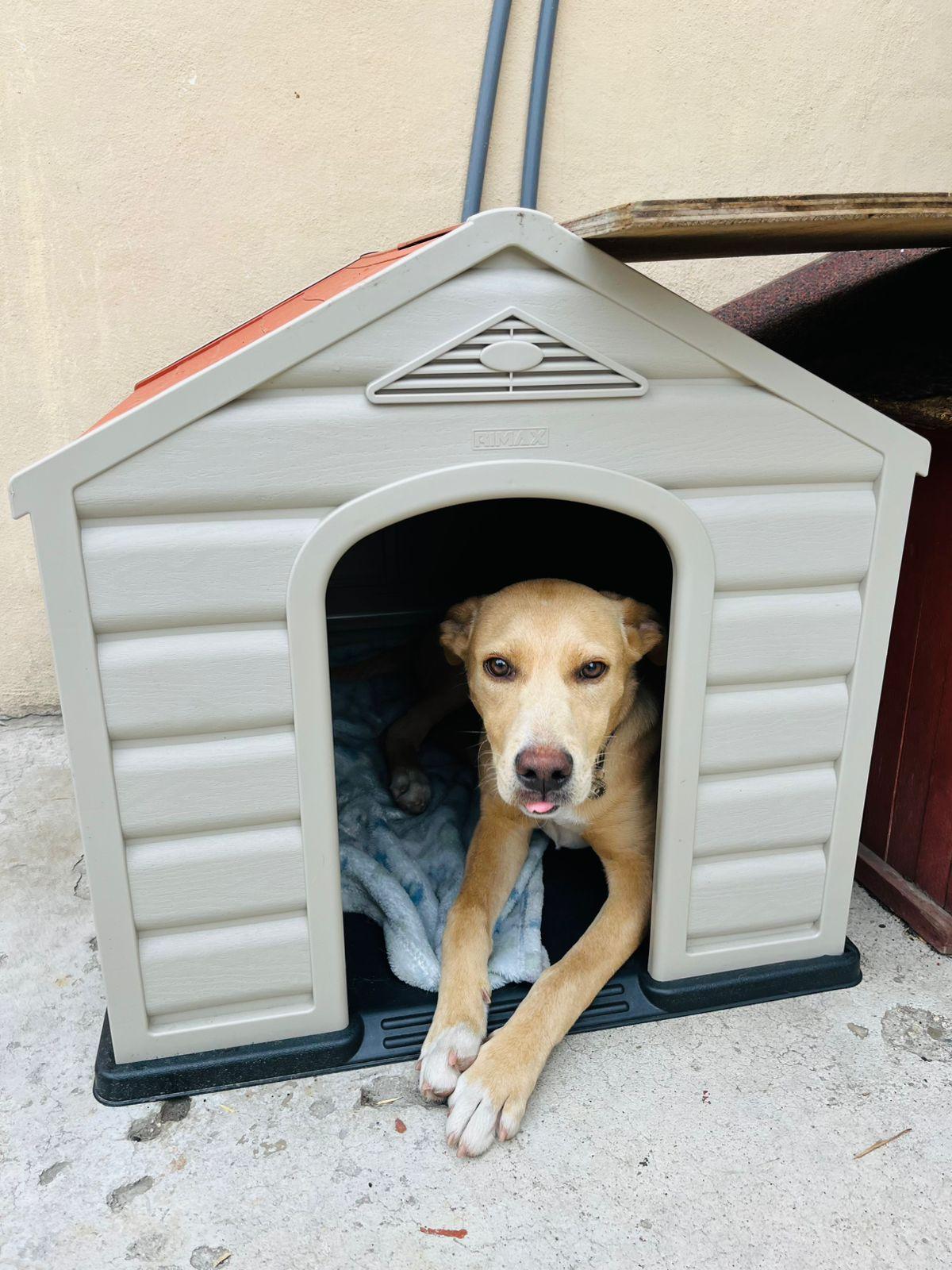 Latte, Adoptable, Puppy Female Labrador Retriever & Golden Retriever.