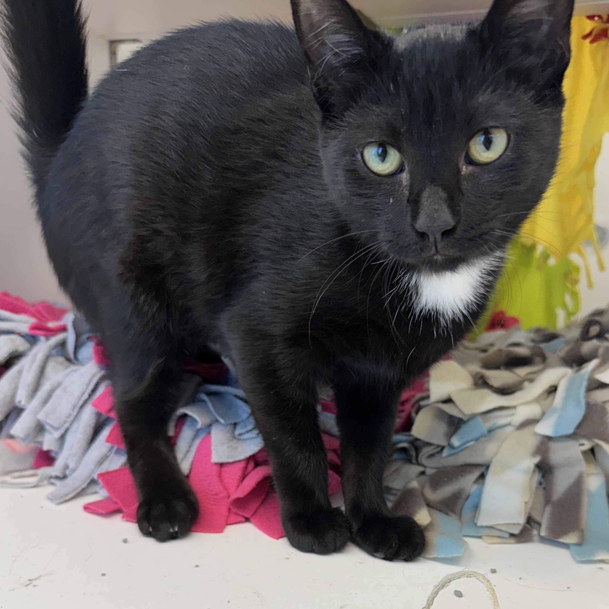 Protista (ID 52150), Adoptable, Kitten Female Domestic Short Hair.