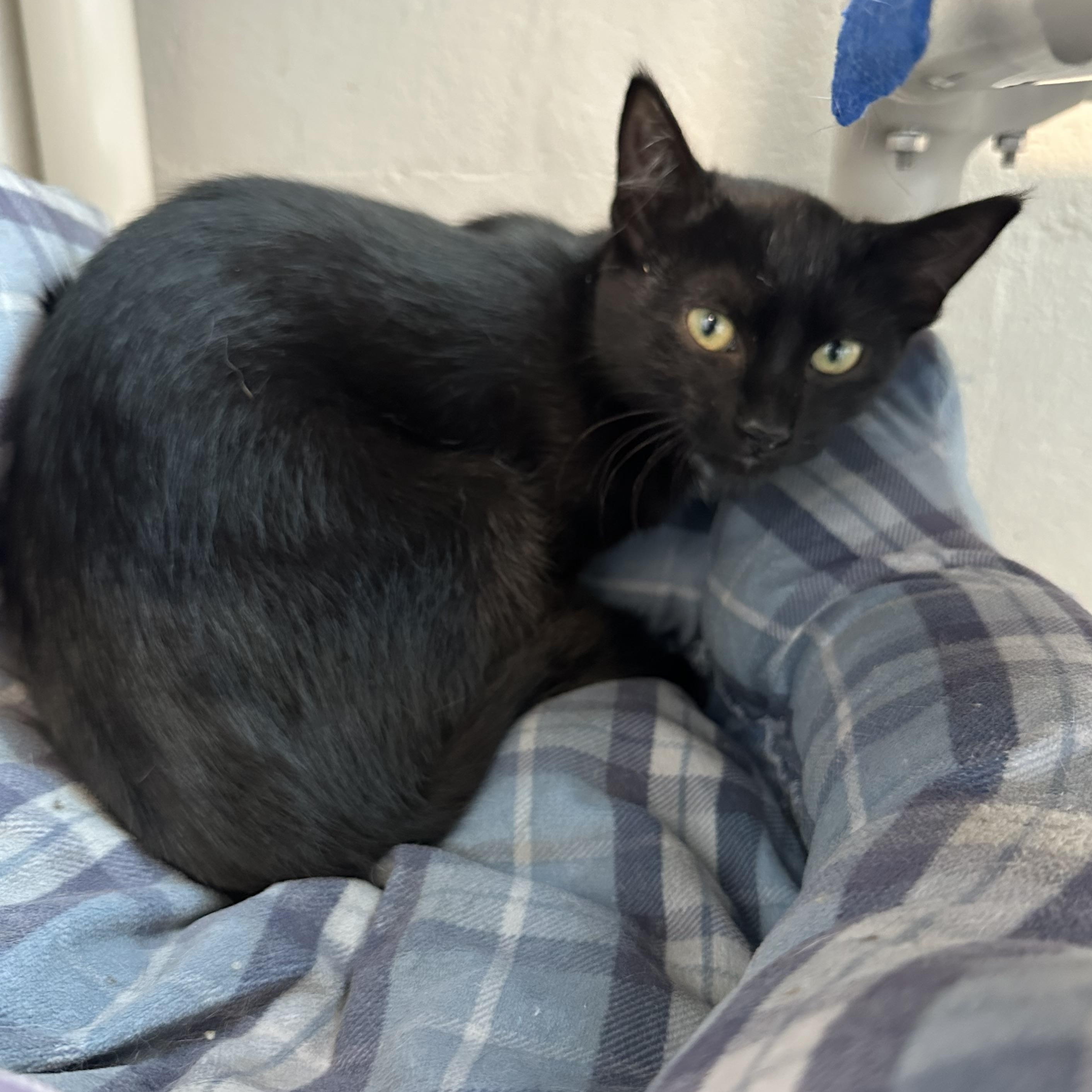 Enlarge Protista (ID 52150), a Adoptable Domestic Short Hair in Manassas, VA image 1/1