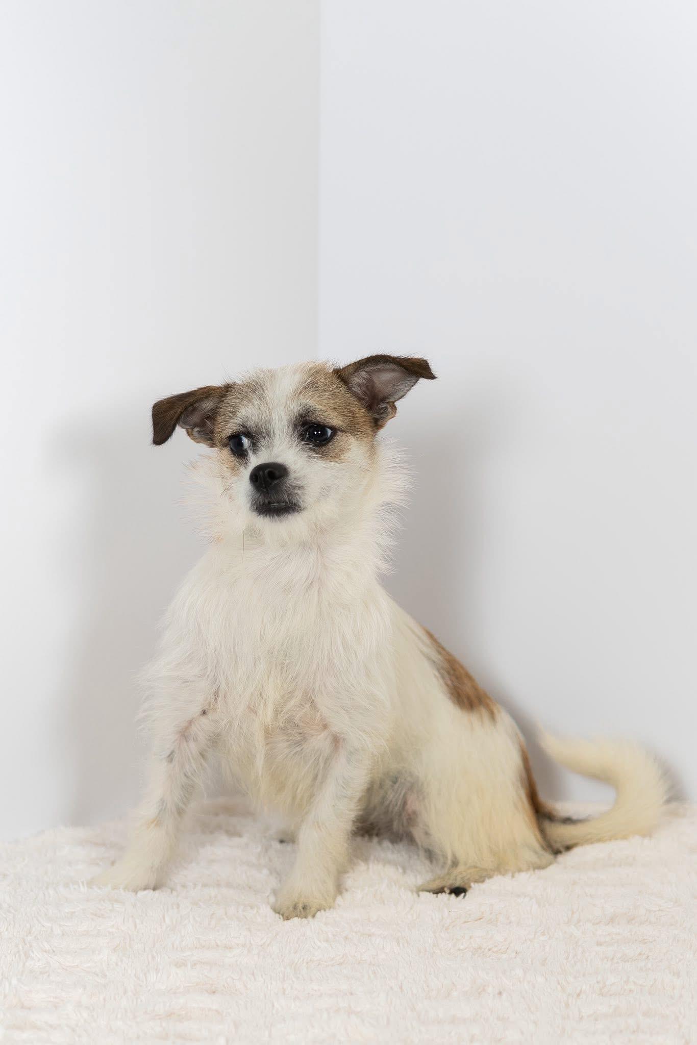 Linguine, a ADOPTABLE mixed breed in Blair, NE image 2/2