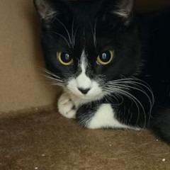 Enlarge Adeline, a Adoptable mixed breed in Napa, CA image 1/1