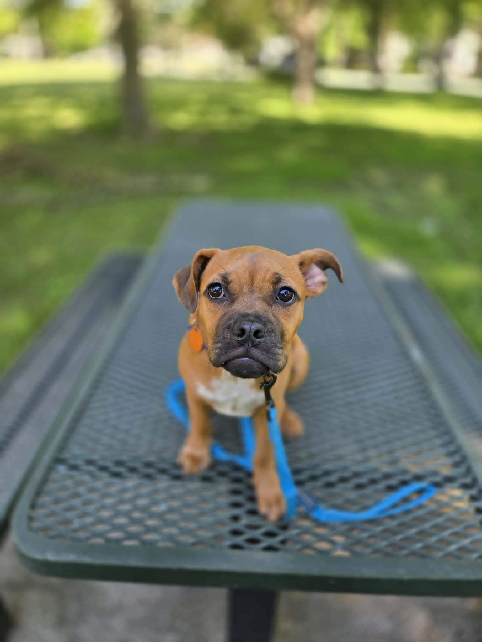 Enlarge Scout, a ADOPTABLE mixed breed in De Pere, WI image 5/6