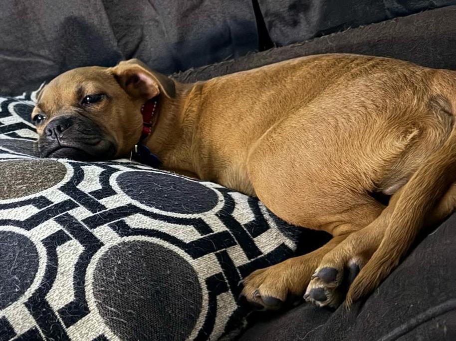 Enlarge Scout, a ADOPTABLE mixed breed in De Pere, WI image 4/4