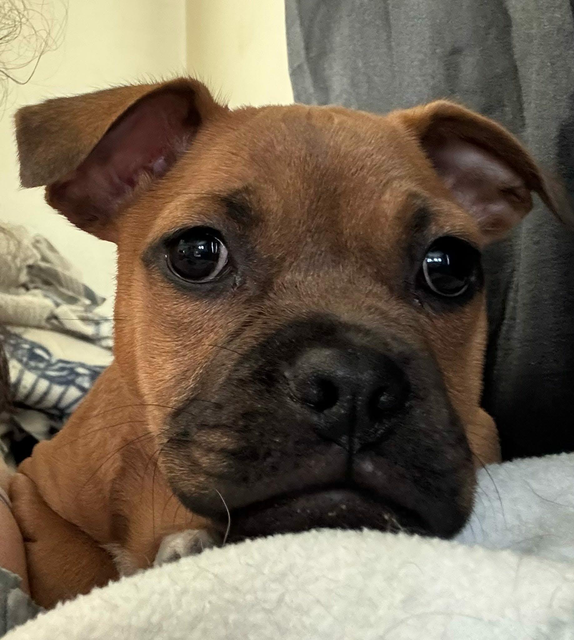 Enlarge Scout, a ADOPTABLE mixed breed in De Pere, WI image 3/4