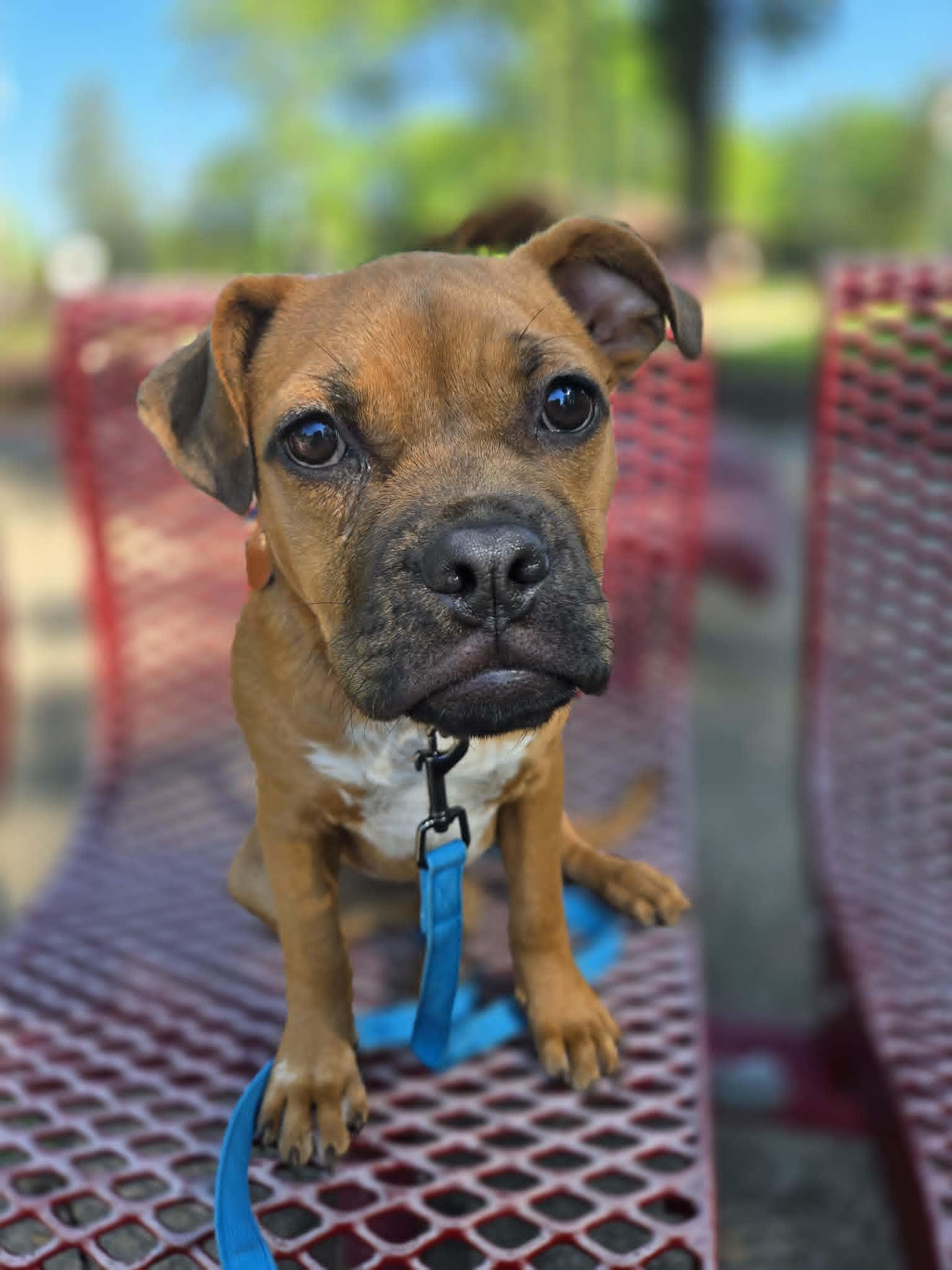 Enlarge Scout, a ADOPTABLE mixed breed in De Pere, WI image 6/6