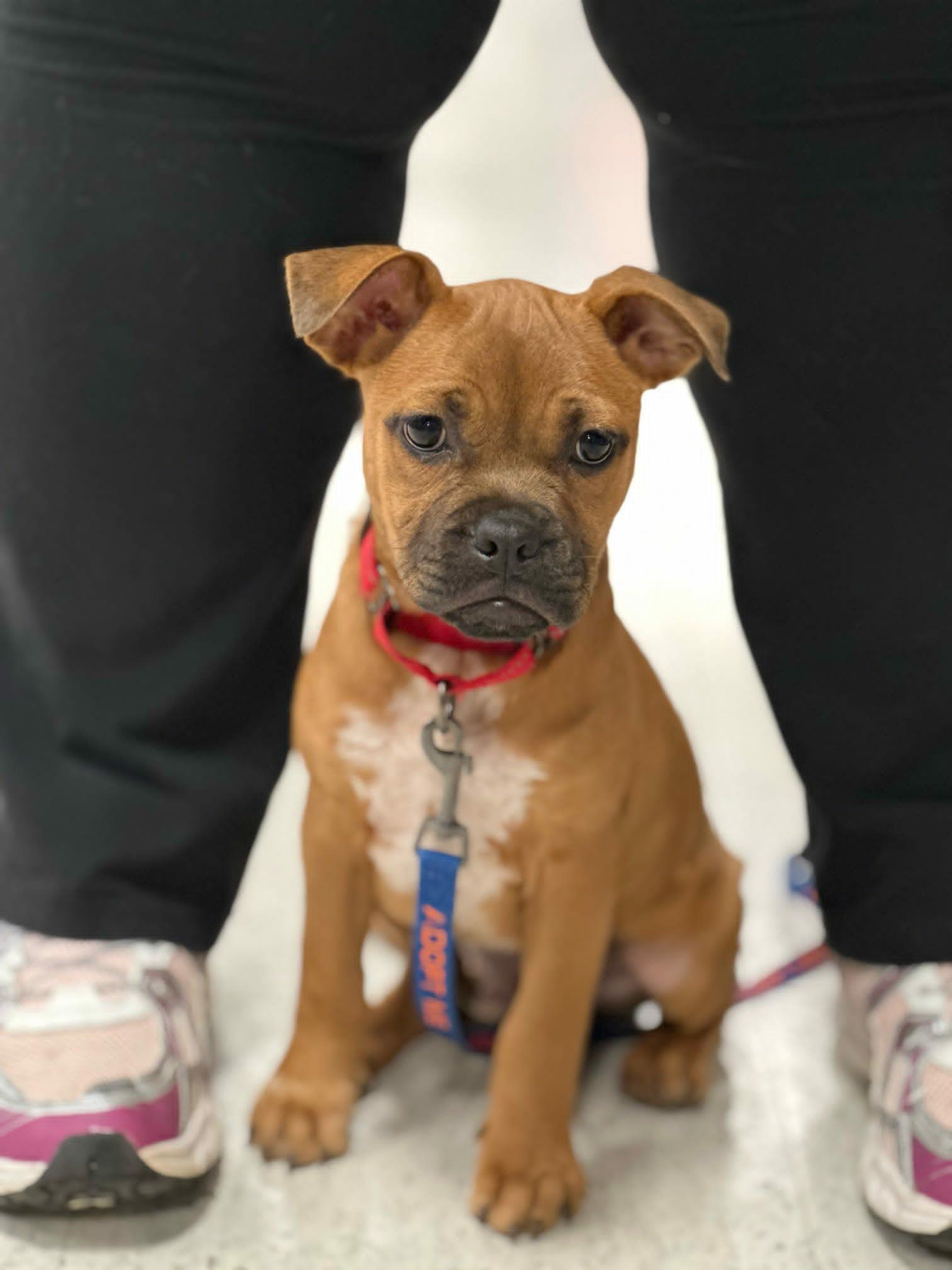 Scout, a ADOPTABLE mixed breed in De Pere, WI image 2/5