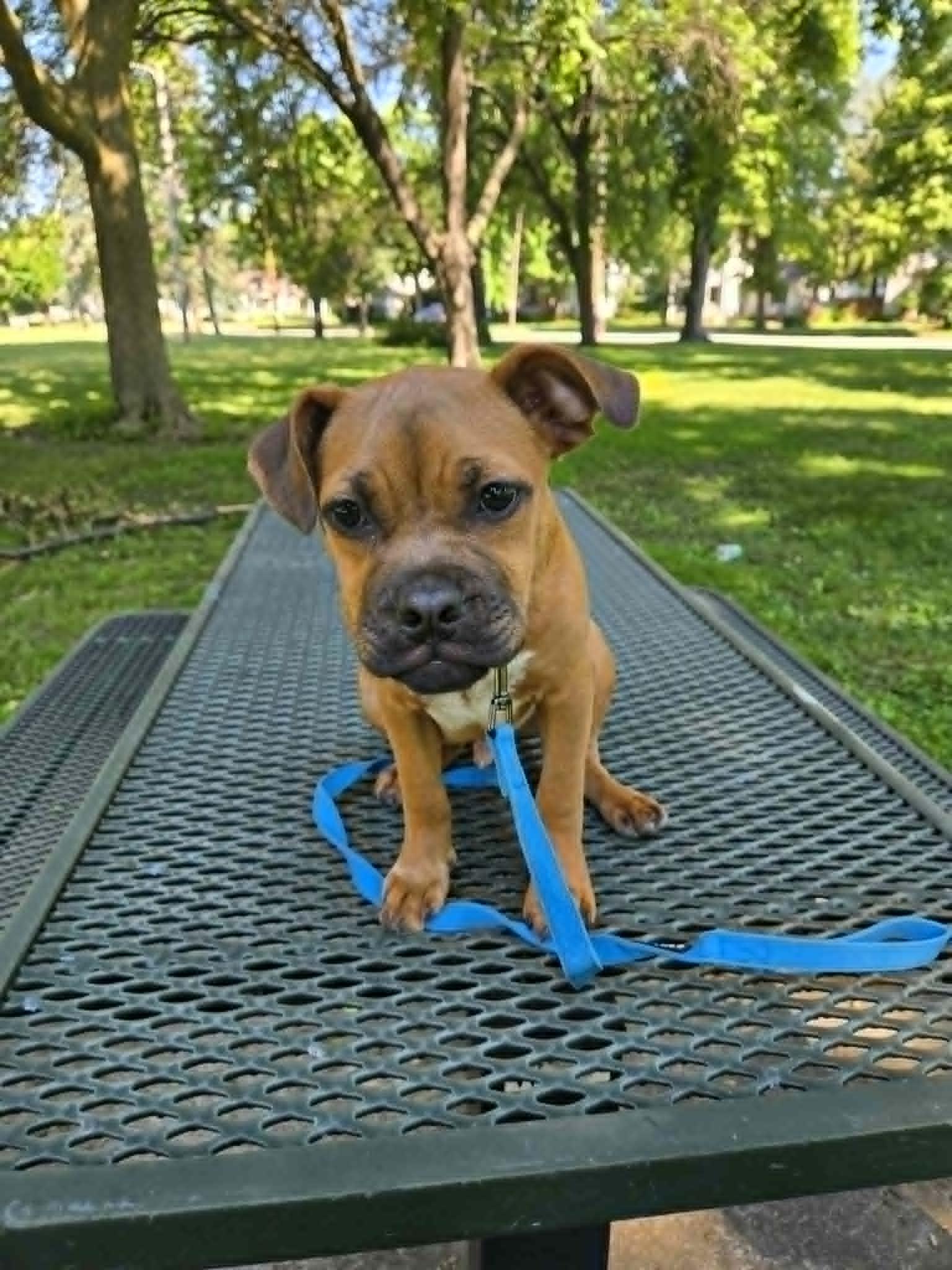 Enlarge Scout, a ADOPTABLE mixed breed in De Pere, WI image 3/6