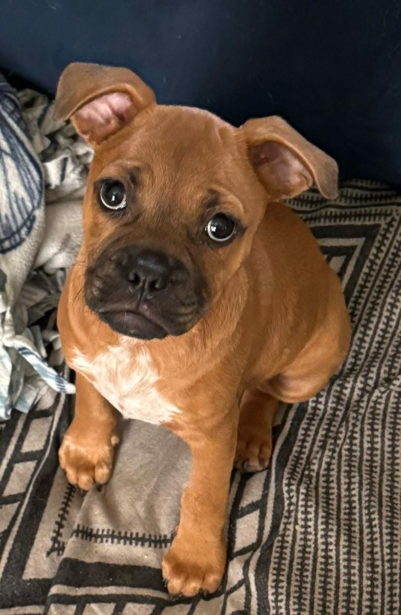 Scout, ADOPTABLE, Puppy Male Mixed Breed.