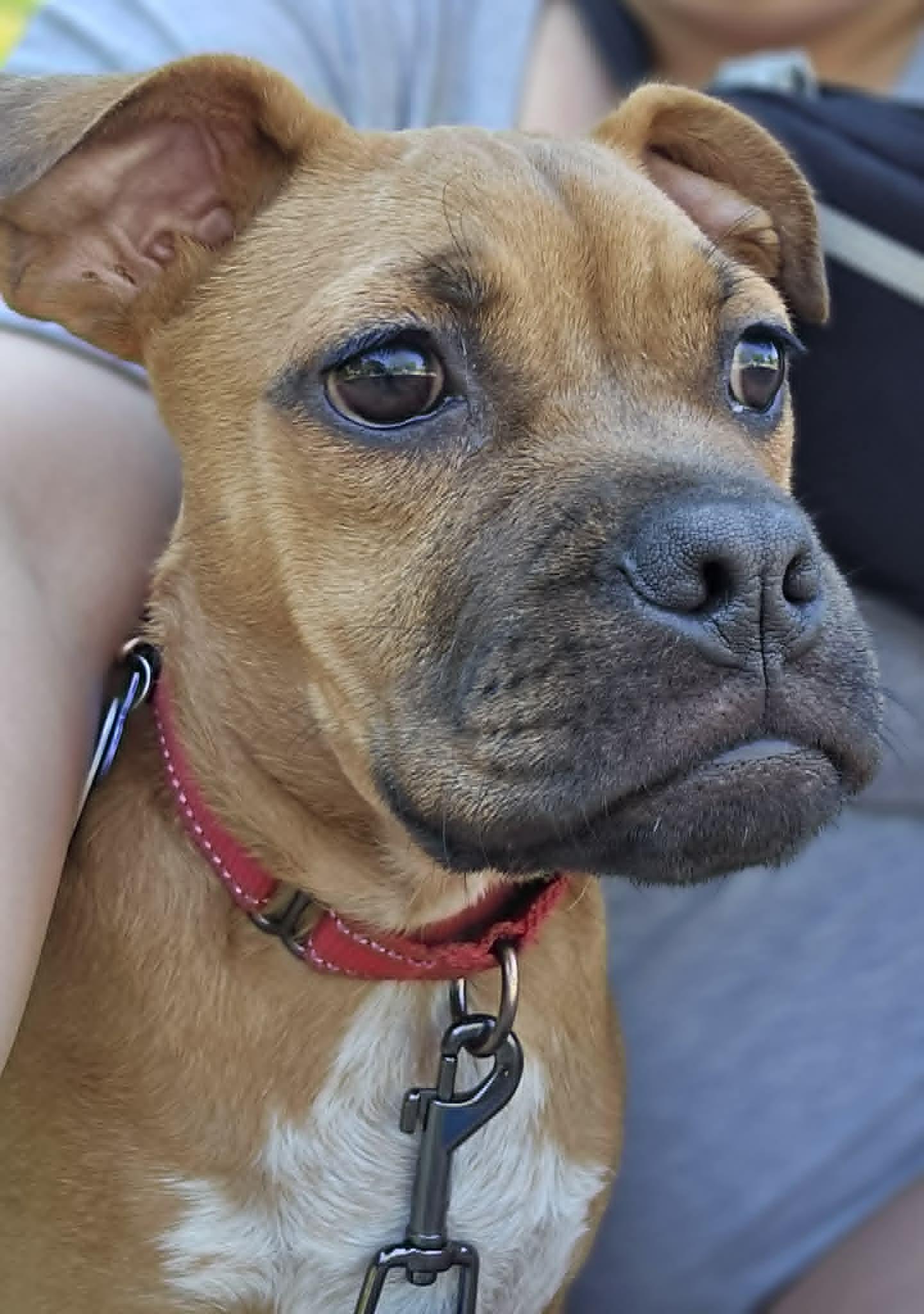 Scout, ADOPTABLE, Puppy Male Mixed Breed.