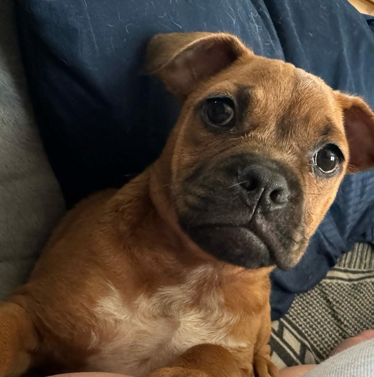Enlarge Scout, a ADOPTABLE mixed breed in De Pere, WI image 2/4