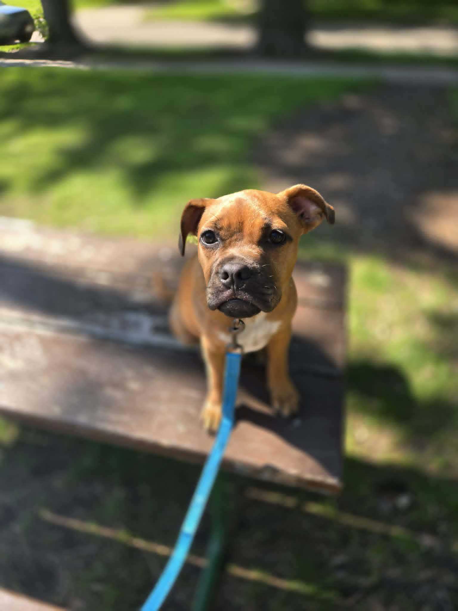 Enlarge Scout, a ADOPTABLE mixed breed in De Pere, WI image 2/6
