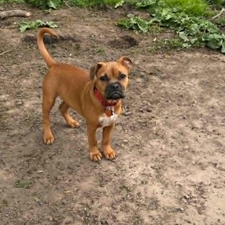 Scout, a ADOPTABLE mixed breed in De Pere, WI image 1/5