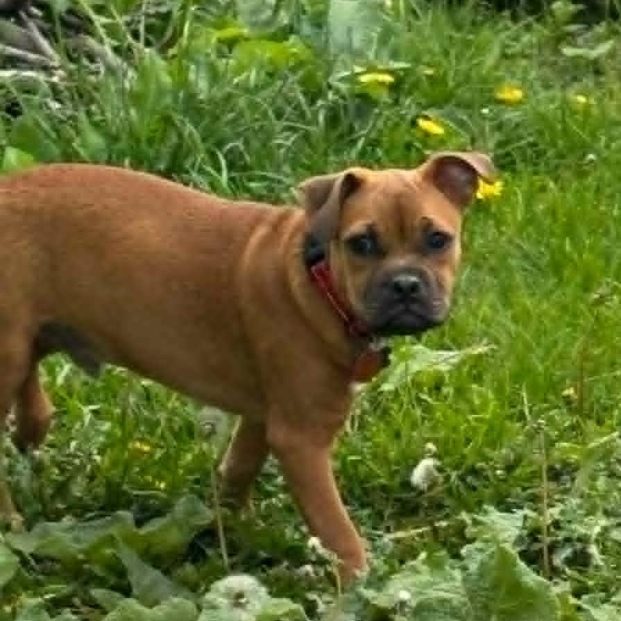 Scout, a ADOPTABLE mixed breed in De Pere, WI image 3/5
