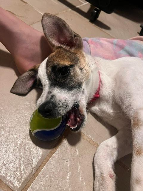 Enlarge Laina, a Adoptable mixed breed in WARNER ROBINS, GA image 1/4