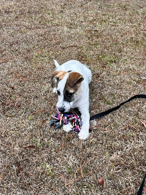 Enlarge Laina, a Adoptable mixed breed in WARNER ROBINS, GA image 3/4