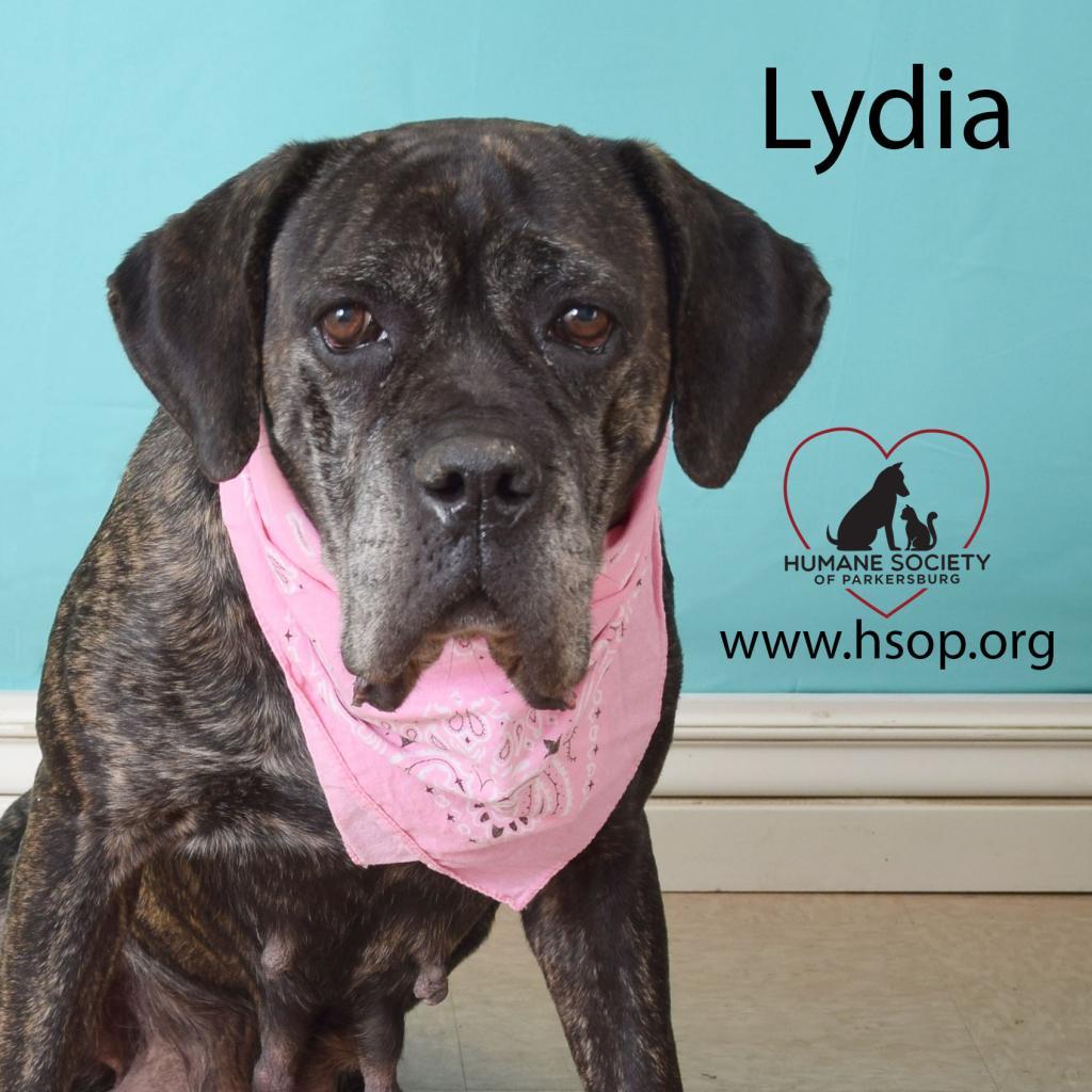 Lydia, Adoptable, Senior Female Cane Corso.