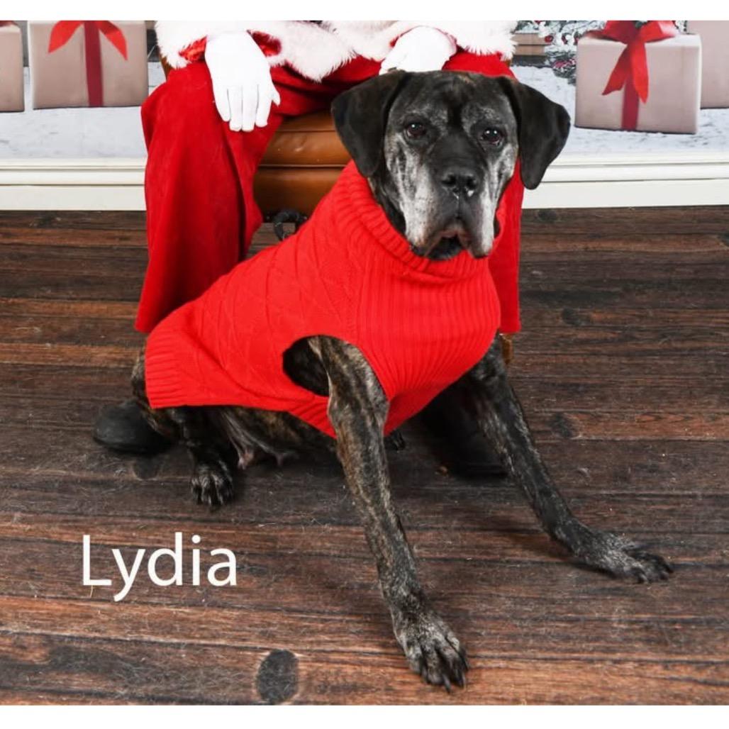 Enlarge Lydia, a Adoptable mixed breed in Parkersburg, WV image 2/5