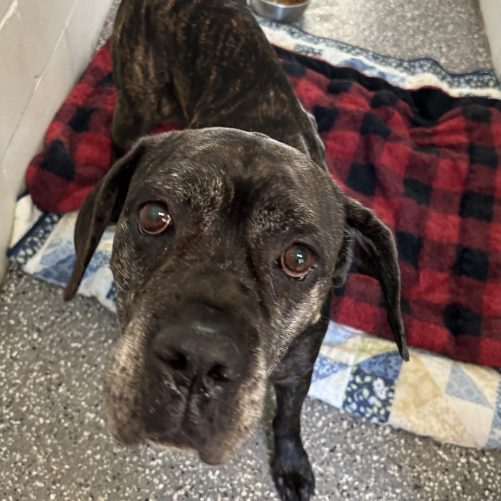 Enlarge Lydia, a Adoptable mixed breed in Parkersburg, WV image 3/5