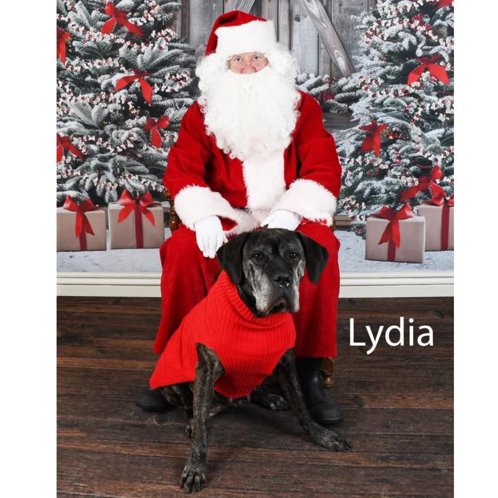 Enlarge Lydia, a Adoptable mixed breed in Parkersburg, WV image 4/5