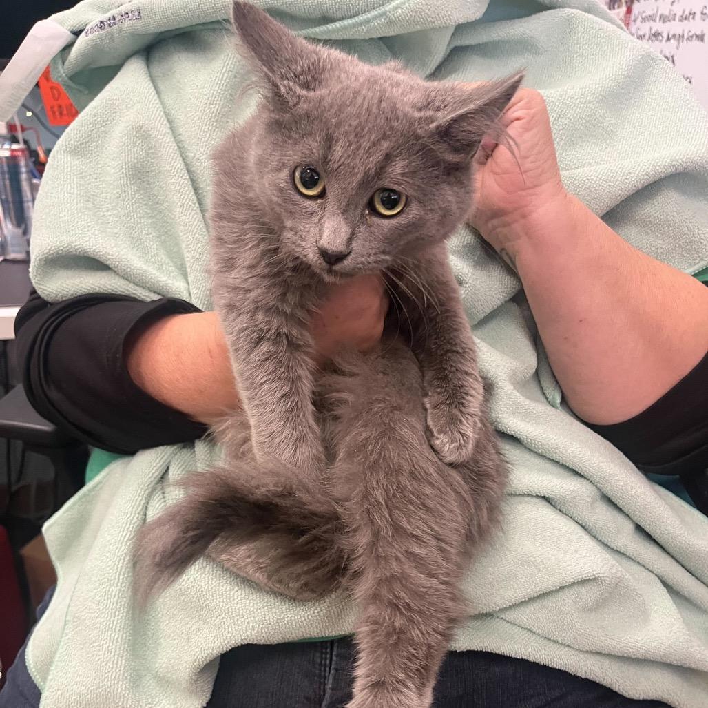 Enlarge Stone Temple Pilots, a Adoptable Domestic Long Hair in Waco, TX image 1/1