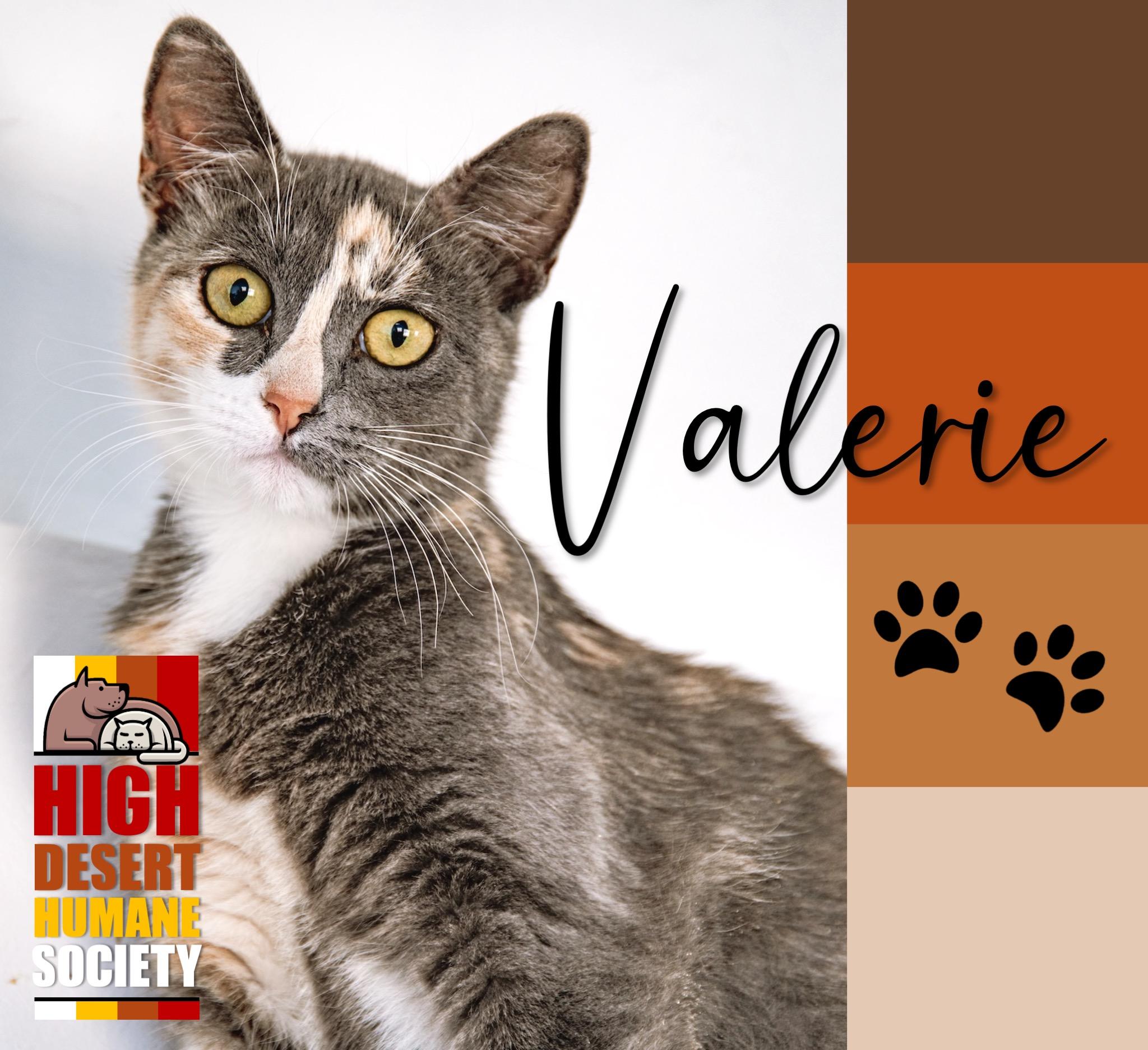 Valerie, Adoptable, Adult Female Domestic Short Hair.