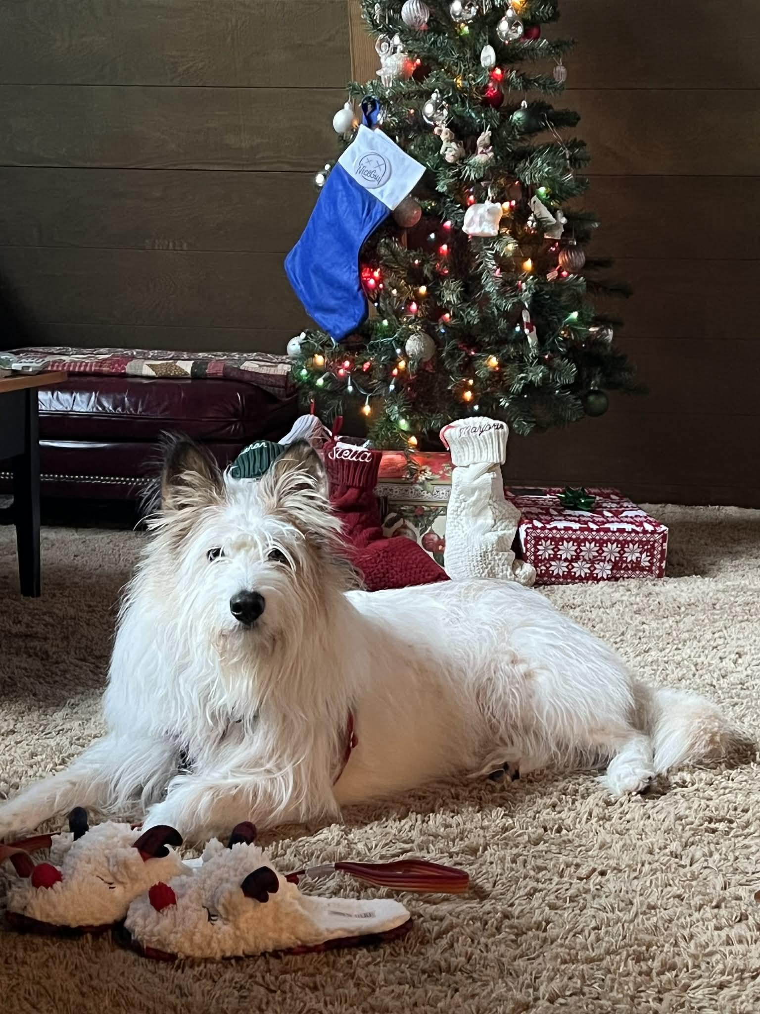 Enlarge BIRCH, a ADOPTABLE mixed breed in PORTLAND, OR image 1/6
