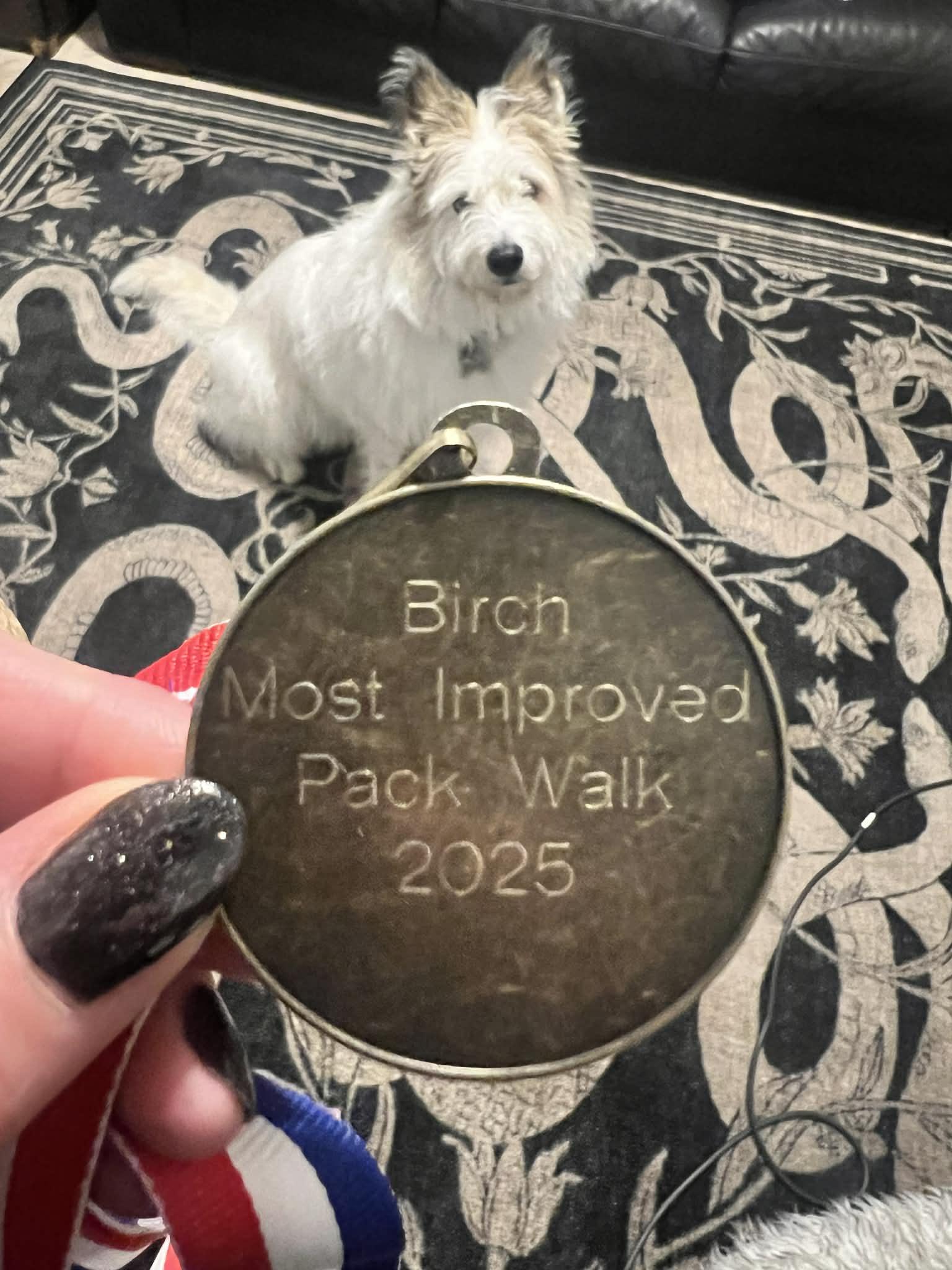 Enlarge BIRCH, a ADOPTABLE mixed breed in PORTLAND, OR image 3/6