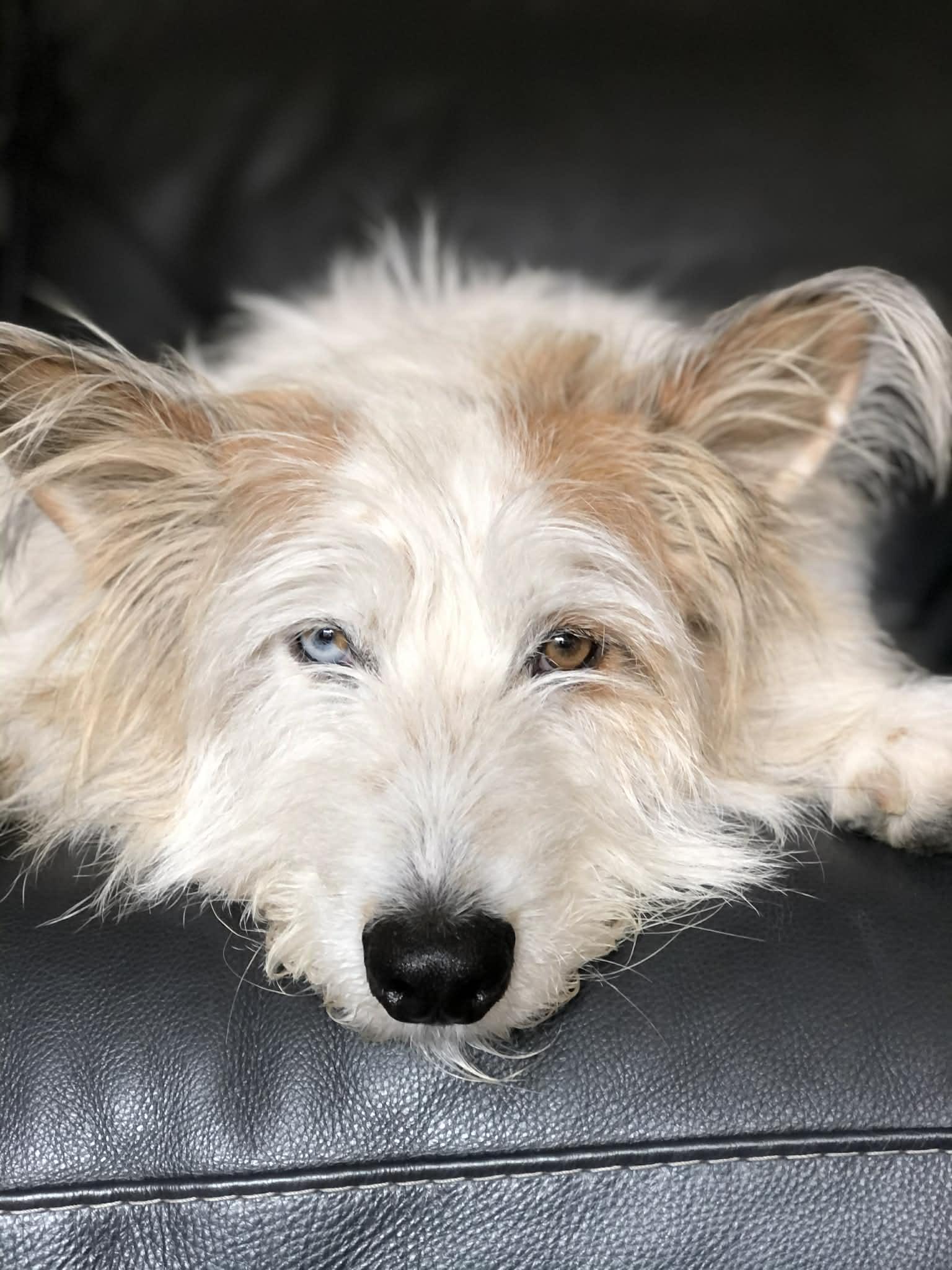 Enlarge BIRCH, a ADOPTABLE mixed breed in PORTLAND, OR image 2/6