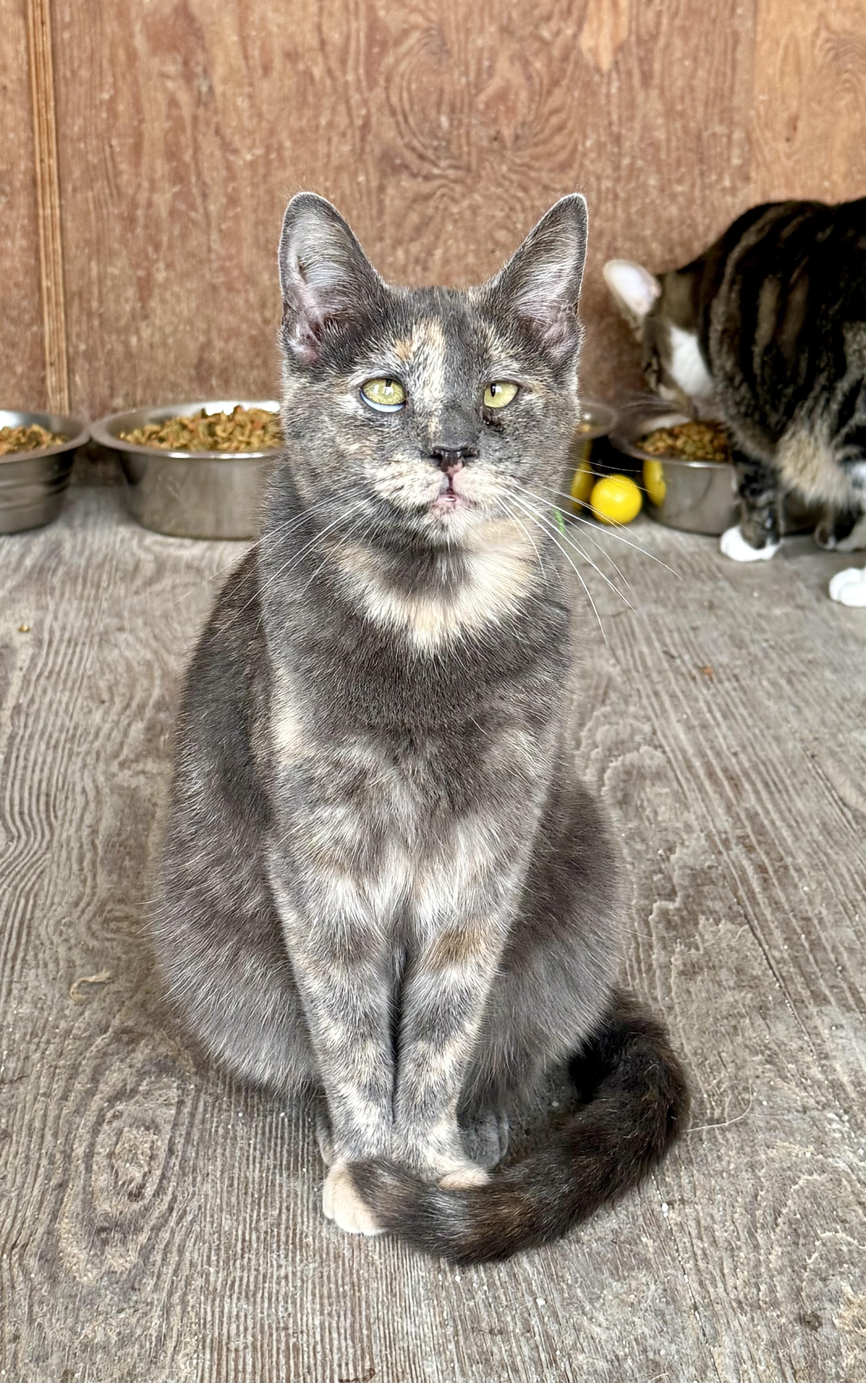 Primrose, ADOPTABLE, Adult Female Domestic Short Hair.