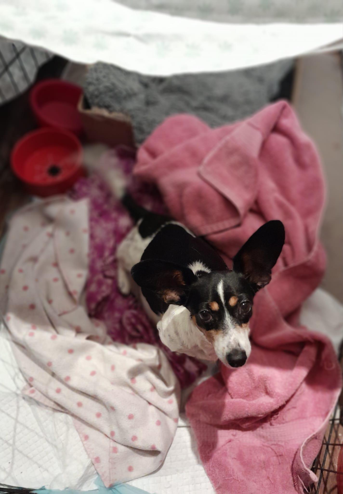 Willow, Adult Female Rat Terrier