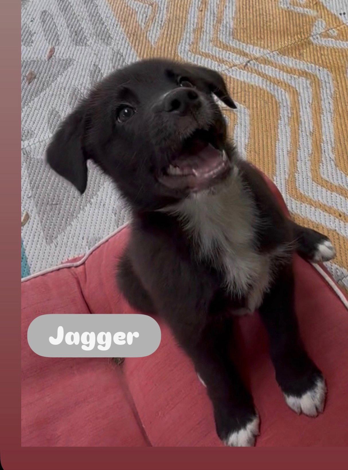 Jagger, Adopted, Puppy Male Border Collie.