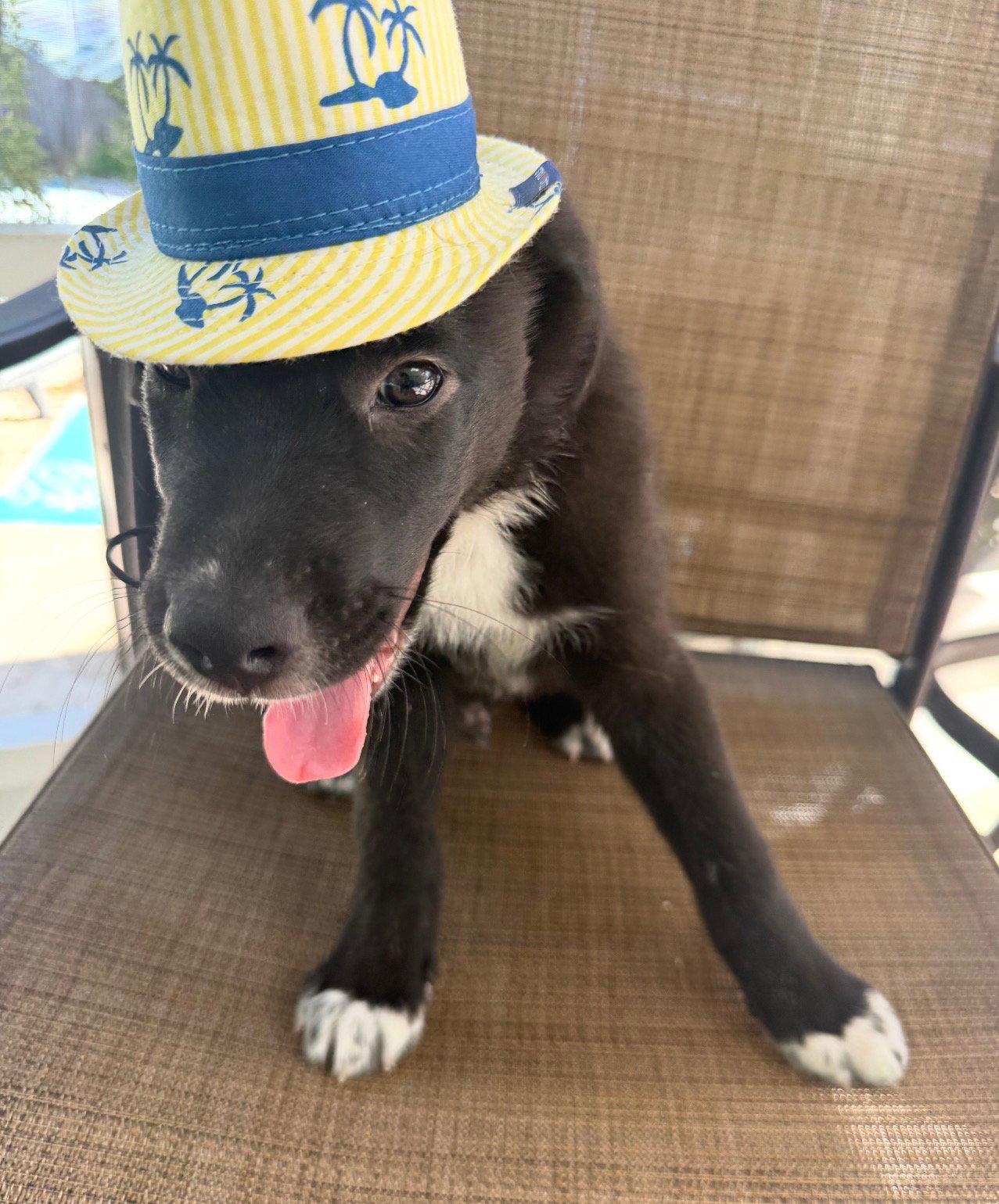 Enlarge Jagger, a Adopted Border Collie in Winter Park, FL image 2/2