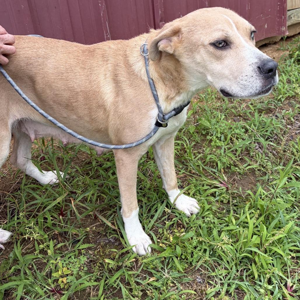 Opal, a Adoptable mixed breed in Tupelo, MS image 1/6