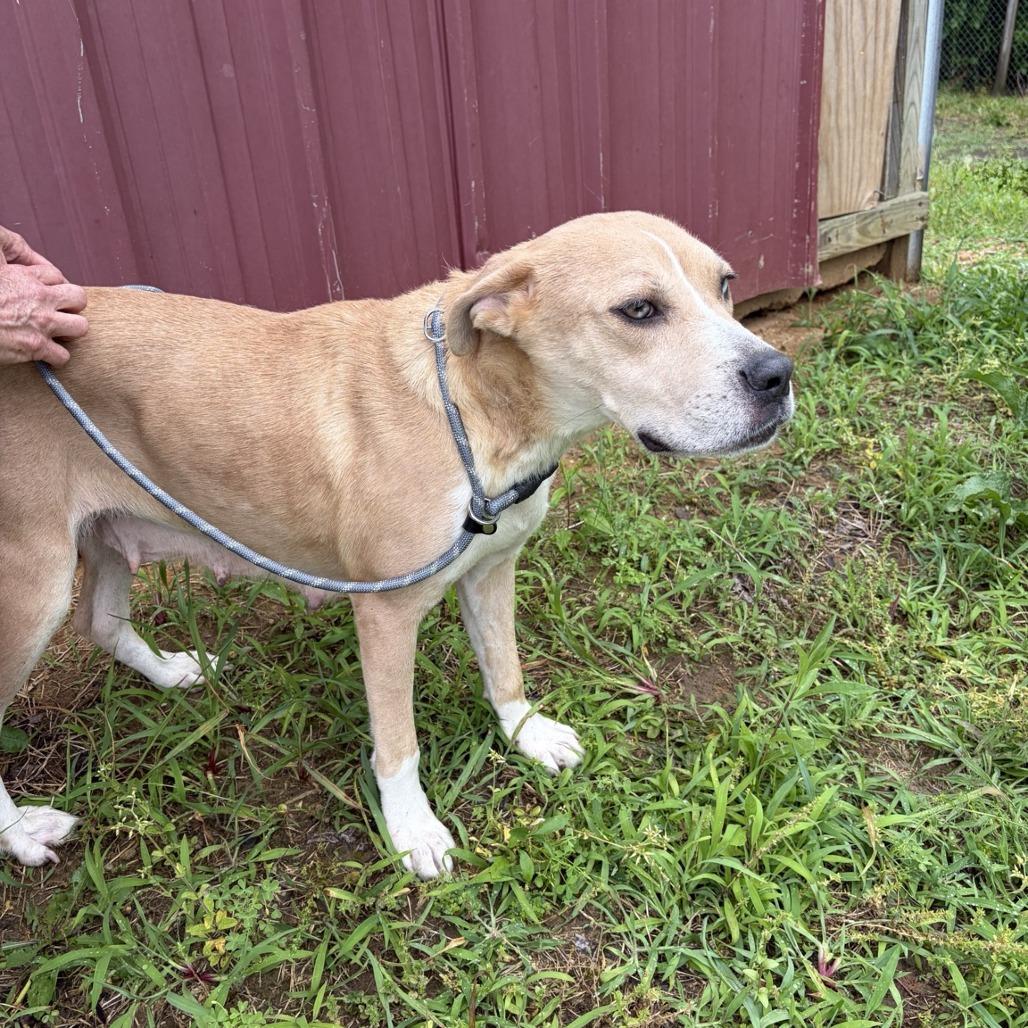Opal, a Adoptable mixed breed in Tupelo, MS image 2/6