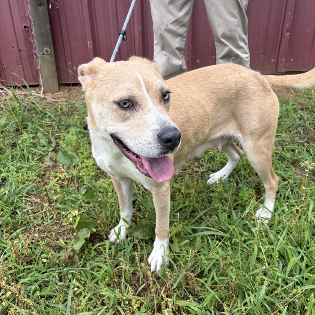 Opal, a Adoptable mixed breed in Tupelo, MS image 3/6