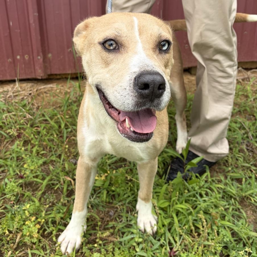 Opal, a Adoptable mixed breed in Tupelo, MS image 4/6