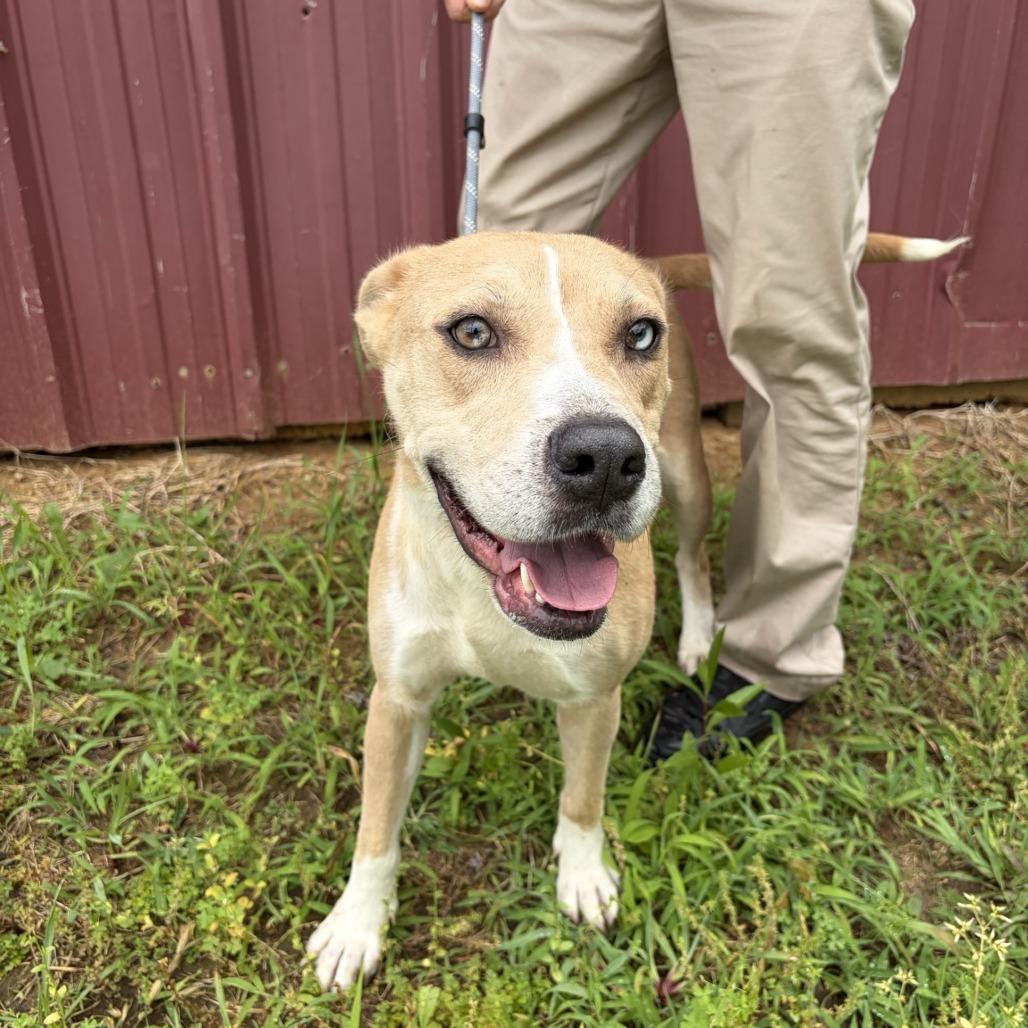 Opal, a Adoptable mixed breed in Tupelo, MS image 5/6