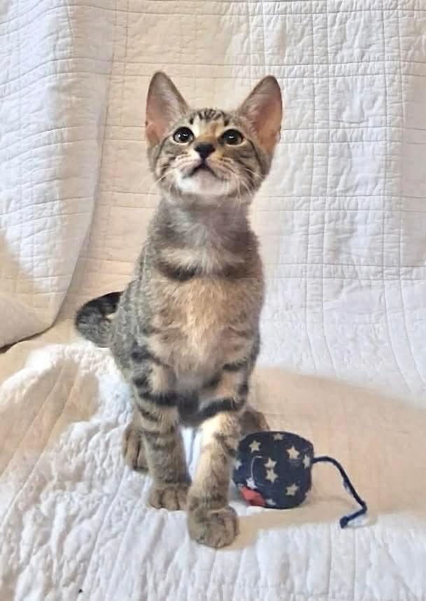 Jun, a Adoptable Domestic Short Hair in Maitland, FL image 1/3