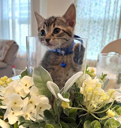 Jun, a Adoptable Domestic Short Hair in Maitland, FL image 2/3