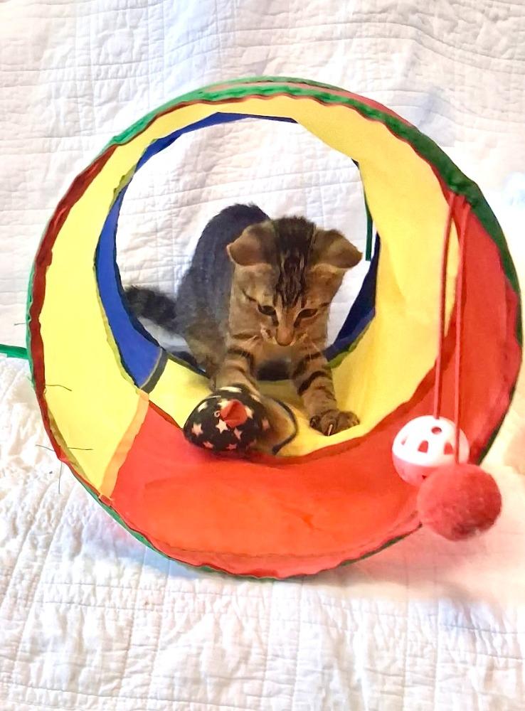 Jun, a Adoptable Domestic Short Hair in Maitland, FL image 2/2