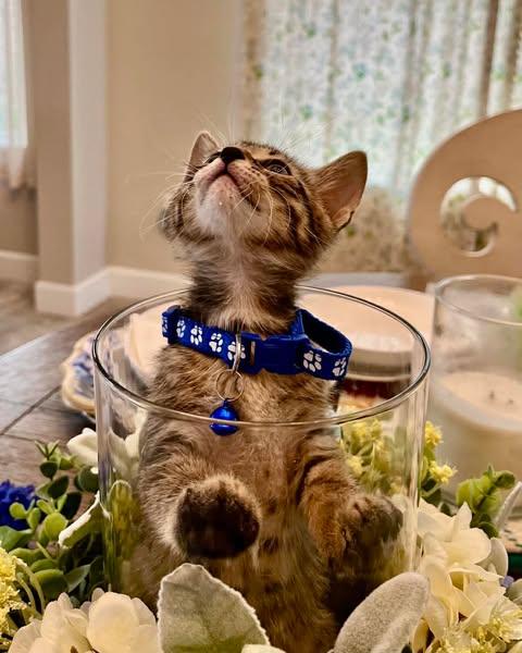 Jun, a Adoptable Domestic Short Hair in Maitland, FL image 3/3