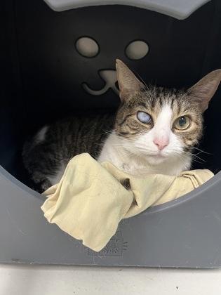 Cupcake, Adoptable, Adult Female Domestic Short Hair & Domestic Short Hair.