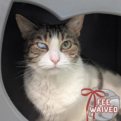 Enlarge Cupcake, a Adoptable mixed breed in Largo, FL image 2/2